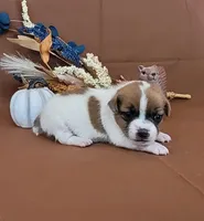CKC Noxx Delivery Available , a male Jack Russell Terrier for sale in Laurel, IN – 1 of 5
