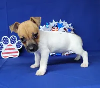 Jude purebred JRT, a male Jack Russell Terrier for sale in Laurel, IN – 3 of 6