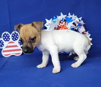 Jude purebred JRT, a male Jack Russell Terrier for sale in Laurel, IN – 4 of 6