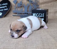 JoJo CKC *delivery available*, a female Jack Russell Terrier for sale in Laurel, IN – 3 of 6