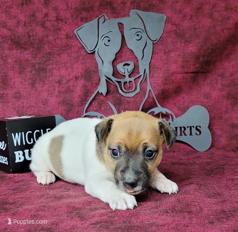 Roxi CKC female Delivery available  – Jack Russell Terrier puppy for sale in Laurel, IN