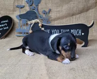Sofie AKC female, a female Miniature Dachshund for sale in Laurel, IN – 5 of 5