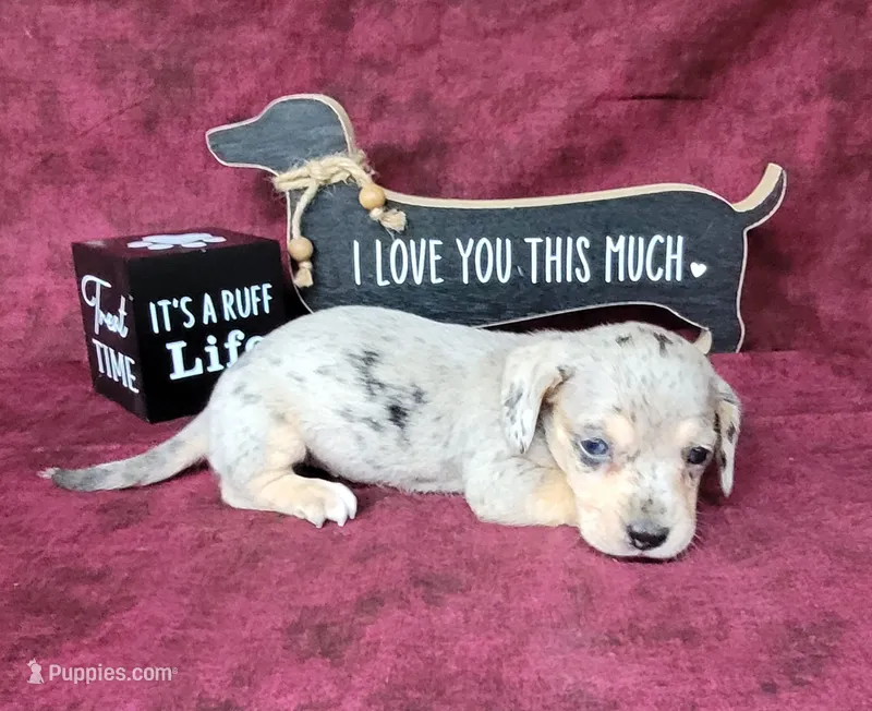 AKC Lexi Dapple female – Miniature Dachshund puppy for sale in Laurel, IN