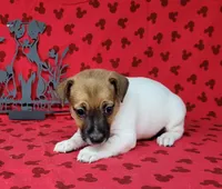 Roxi CKC female Delivery available , a female Jack Russell Terrier for sale in Laurel, IN – 7 of 8
