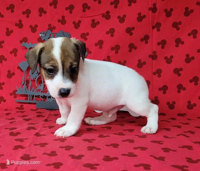 CKC Pax *Delivery available* – Jack Russell Terrier puppy for sale in Laurel, IN