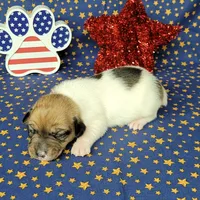 CKC "Puck", a male Jack Russell Terrier for sale in Laurel, IN – 2 of 6