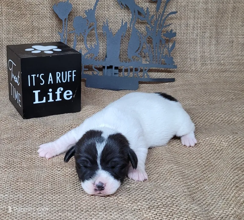 Pebbles purebred Jack Russell Terrier  – Jack Russell Terrier puppy for sale in Laurel, IN