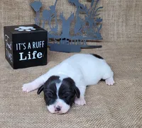 Pebbles purebred Jack Russell Terrier , a female Jack Russell Terrier for sale in Laurel, IN – 1 of 4