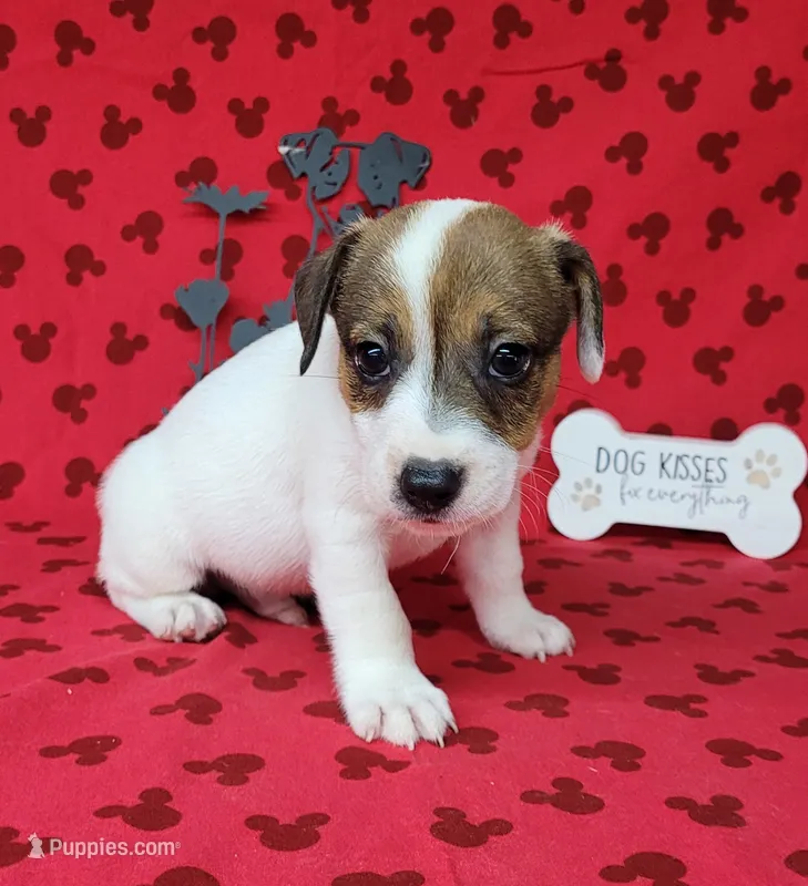 CKC Pax *Delivery available* – Jack Russell Terrier puppy for sale in Laurel, IN