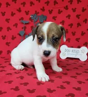 CKC Pax *Delivery available*, a male Jack Russell Terrier for sale in Laurel, IN – 1 of 6