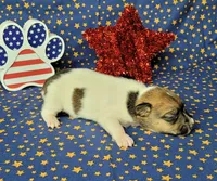 Roxi CKC female Delivery available , a female Jack Russell Terrier for sale in Laurel, IN – 3 of 5