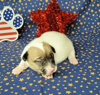 CKC "Pogo" delivery available , a male Jack Russell Terrier for sale in Laurel, IN – 2 of 6