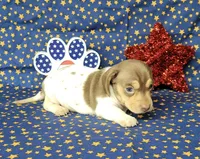 Chloe AKC purebred *Delivery*, a female Miniature Dachshund for sale in Laurel, IN – 5 of 5