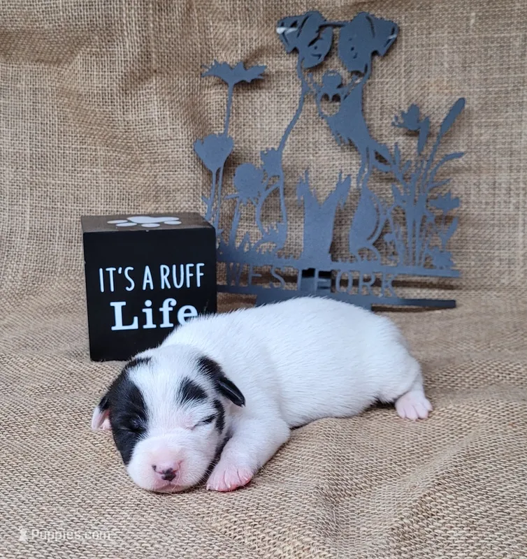 Paige CKC Registered  – Jack Russell Terrier puppy for sale in Laurel, IN