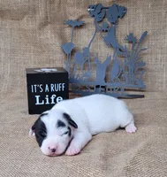 Paige CKC Registered , a female Jack Russell Terrier for sale in Laurel, IN – 1 of 6