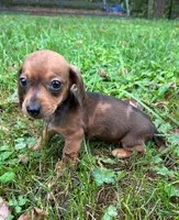 AKC Wynona *Delivery Available*, a female Miniature Dachshund for sale in Laurel, IN – 7 of 8