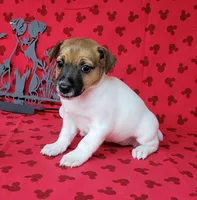Roxi CKC female Delivery available , a female Jack Russell Terrier for sale in Laurel, IN – 2 of 8