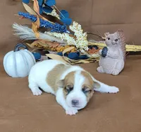 Tonka rough coat male JRT, a male Jack Russell Terrier for sale in Laurel, IN – 7 of 7