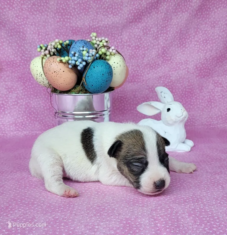 Liza CKC purebred JRT 