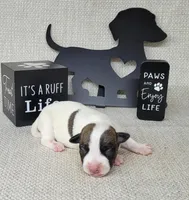 Liza CKC purebred JRT , a female Jack Russell Terrier for sale in Laurel, IN – Photo 3 of 5