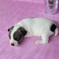 Liza CKC purebred JRT , a female Jack Russell Terrier for sale in Laurel, IN – Photo 4 of 4