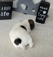 Liza CKC purebred JRT , a female Jack Russell Terrier for sale in Laurel, IN – Photo 2 of 5