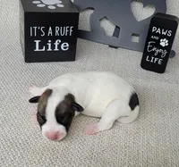 Liza CKC purebred JRT , a female Jack Russell Terrier for sale in Laurel, IN – Photo 4 of 5