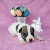 Liza CKC purebred JRT , a female Jack Russell Terrier for sale in Laurel, IN – Photo 3 of 4