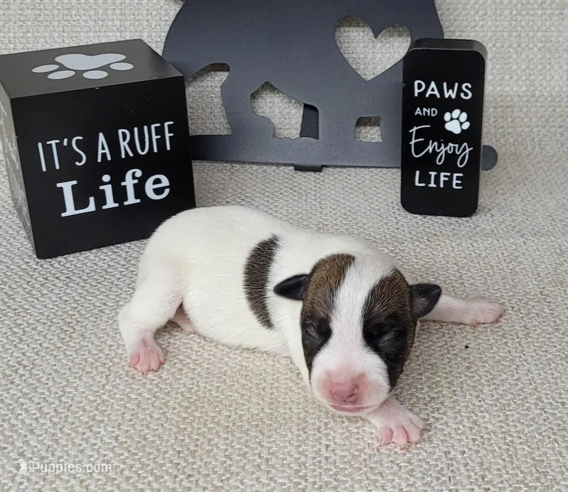 Liza CKC purebred JRT 