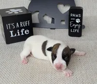 Liza CKC purebred JRT , a female Jack Russell Terrier for sale in Laurel, IN – Photo 1 of 5