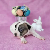 Liza CKC purebred JRT , a female Jack Russell Terrier for sale in Laurel, IN – Photo 2 of 4