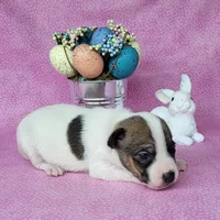 Liza CKC purebred JRT , a female Jack Russell Terrier for sale in Laurel, IN – Photo 1 of 4