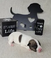 Liza CKC purebred JRT , a female Jack Russell Terrier for sale in Laurel, IN – Photo 5 of 5