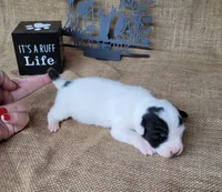 Paige CKC Registered , a female Jack Russell Terrier for sale in Laurel, IN – 6 of 6