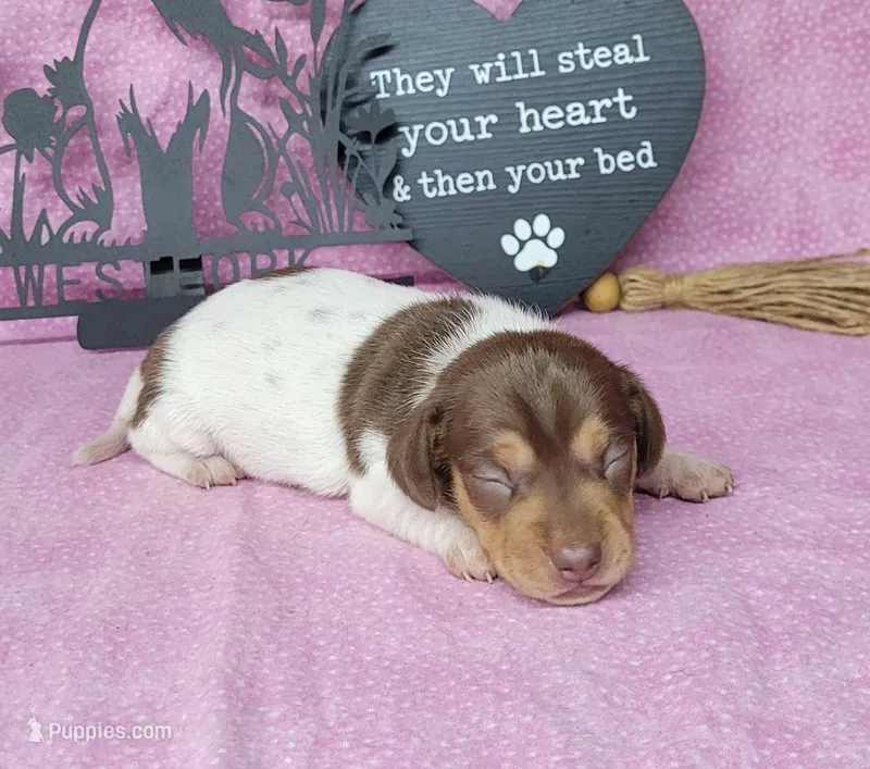 Chloe AKC purebred *Delivery* – Miniature Dachshund puppy for sale in Laurel, IN
