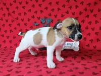 "Pyro" CKC Registered male, a male Jack Russell Terrier for sale in Laurel, IN – 2 of 5