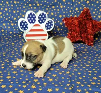 "Pyro" CKC Registered male, a male Jack Russell Terrier for sale in Laurel, IN – 7 of 8
