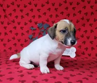CKC "Pogo" delivery available , a male Jack Russell Terrier for sale in Laurel, IN – 4 of 7