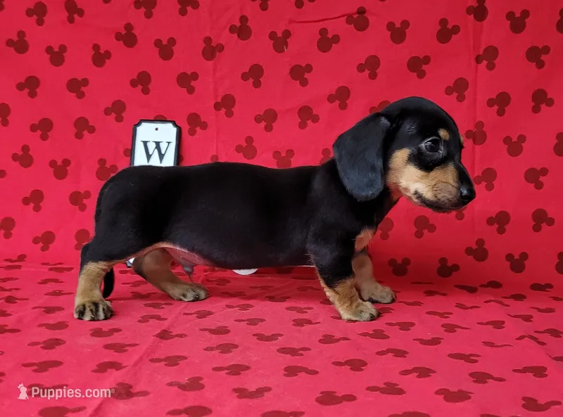 AKC "Levi" purebred – Miniature Dachshund puppy for sale in Laurel, IN