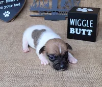 Jude purebred JRT, a male Jack Russell Terrier for sale in Laurel, IN – 3 of 6