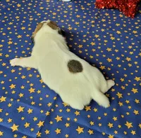CKC "Pilot" Delivery available , a male Jack Russell Terrier for sale in Laurel, IN – 8 of 8