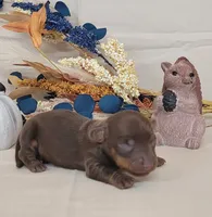 AKC Hank purebred , a male Miniature Dachshund for sale in Laurel, IN – 2 of 3