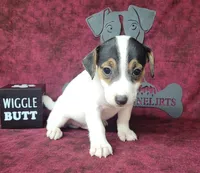 Ricochet purebred JRT, a male Jack Russell Terrier for sale in Laurel, IN – 2 of 6