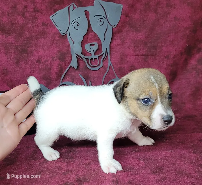 Pringle female *delivery available* – Jack Russell Terrier puppy for sale in Laurel, IN