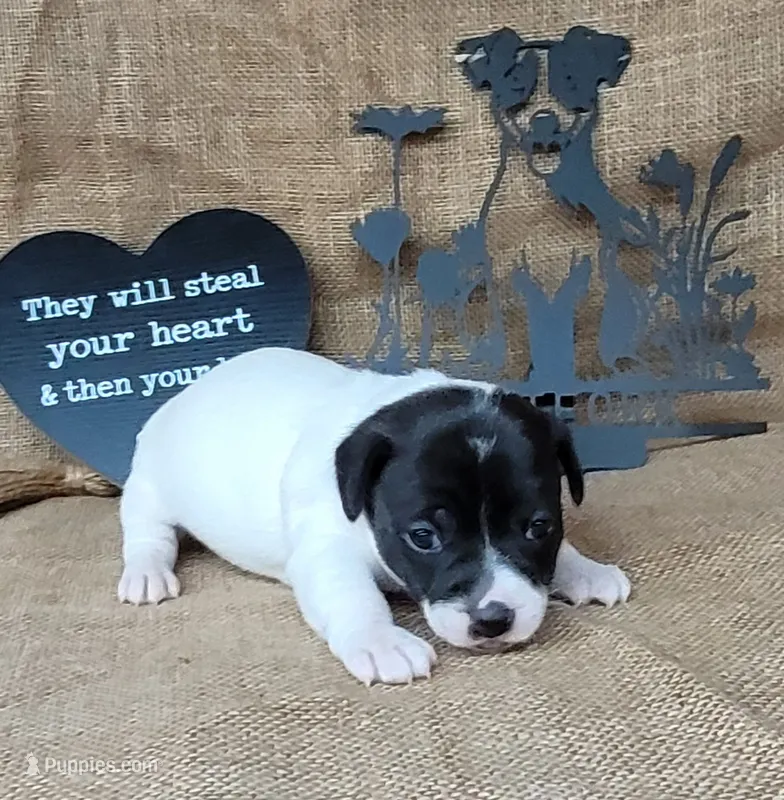 Pebbles purebred Jack Russell Terrier  – Jack Russell Terrier puppy for sale in Laurel, IN