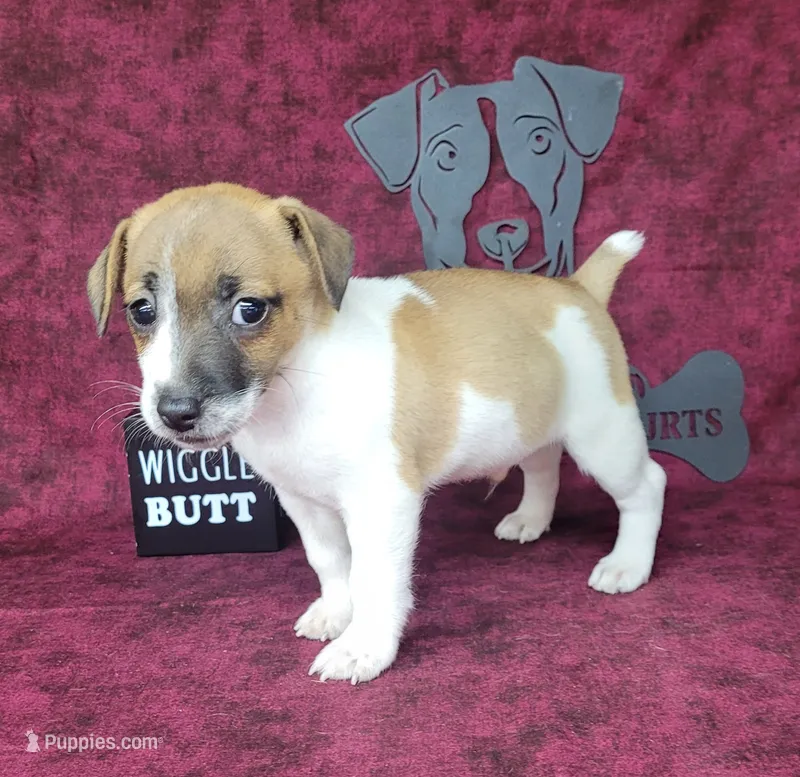 Rebel *Delivery available* – Jack Russell Terrier puppy for sale in Laurel, IN