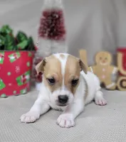 Westfork's "TANG" purebred JRT, a male Jack Russell Terrier for sale in Laurel, IN – Photo 1 of 7