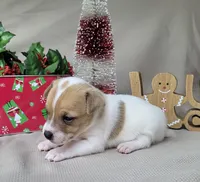 Westfork's "TANG" purebred JRT, a male Jack Russell Terrier for sale in Laurel, IN – Photo 4 of 7