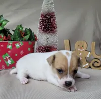 Westfork's "TANG" purebred JRT, a male Jack Russell Terrier for sale in Laurel, IN – Photo 3 of 7