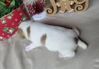 Westfork's "TANG" purebred JRT, a male Jack Russell Terrier for sale in Laurel, IN – Photo 6 of 7